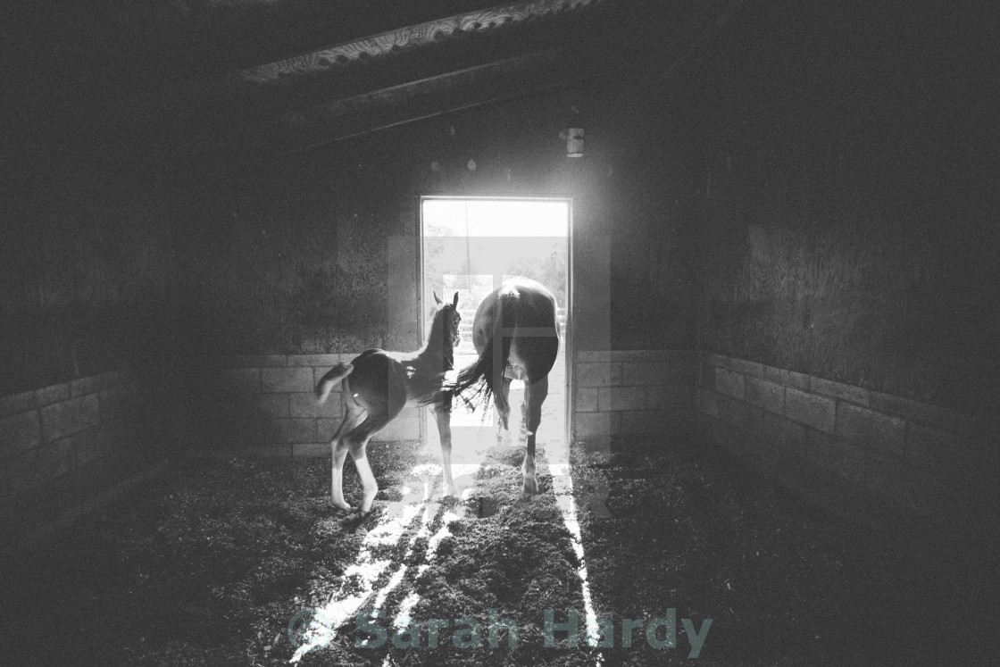 "Leaving the horse corral" stock image