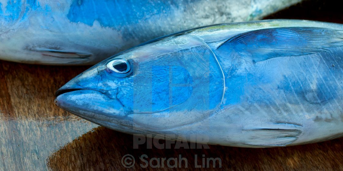 "Catch of the day." stock image