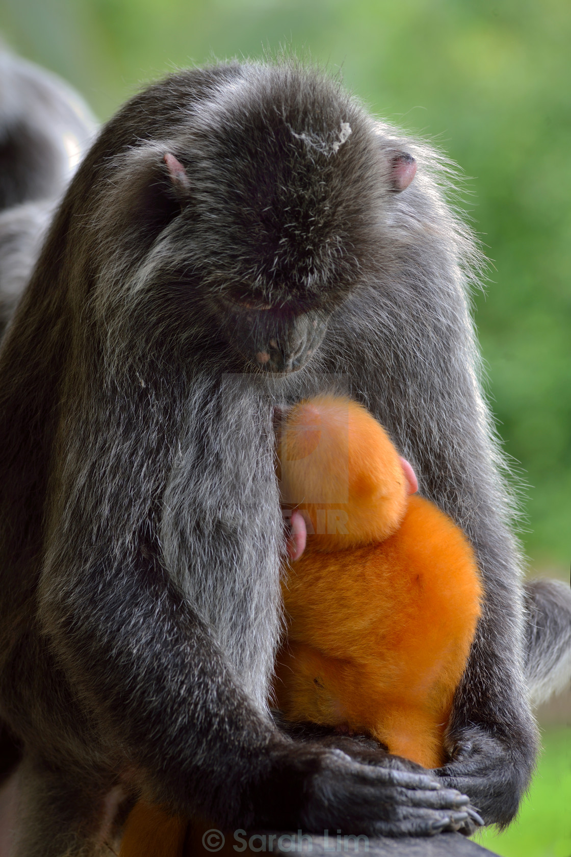 "Mother and baby" stock image