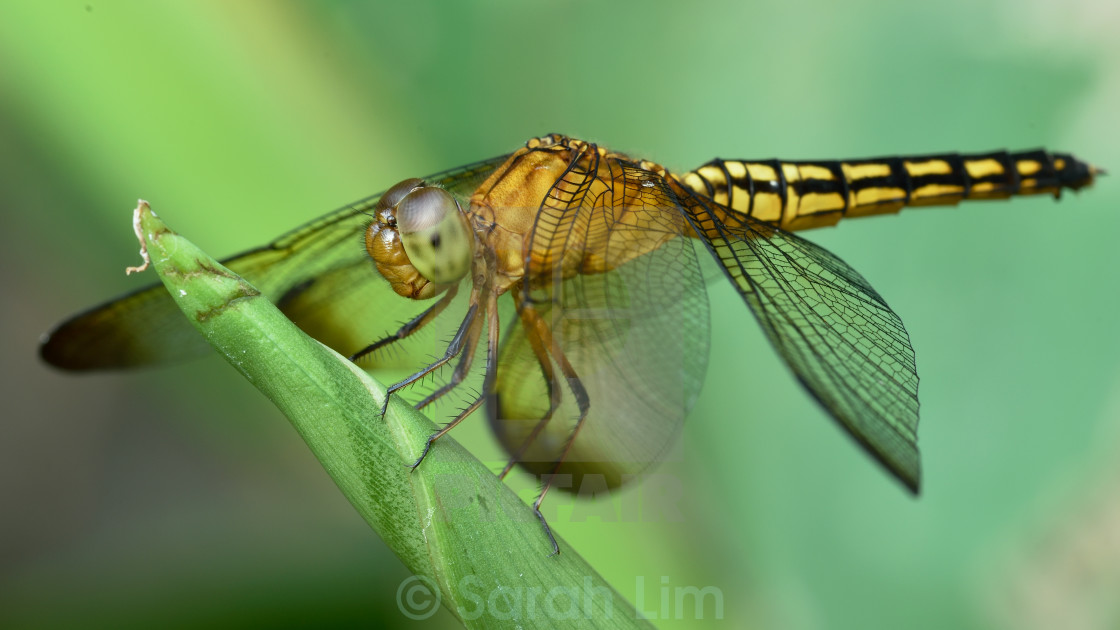 "Dragonfly" stock image