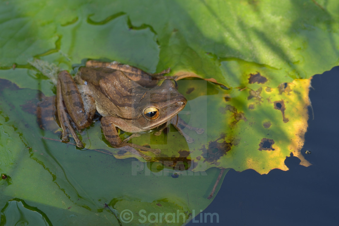 "Frog" stock image