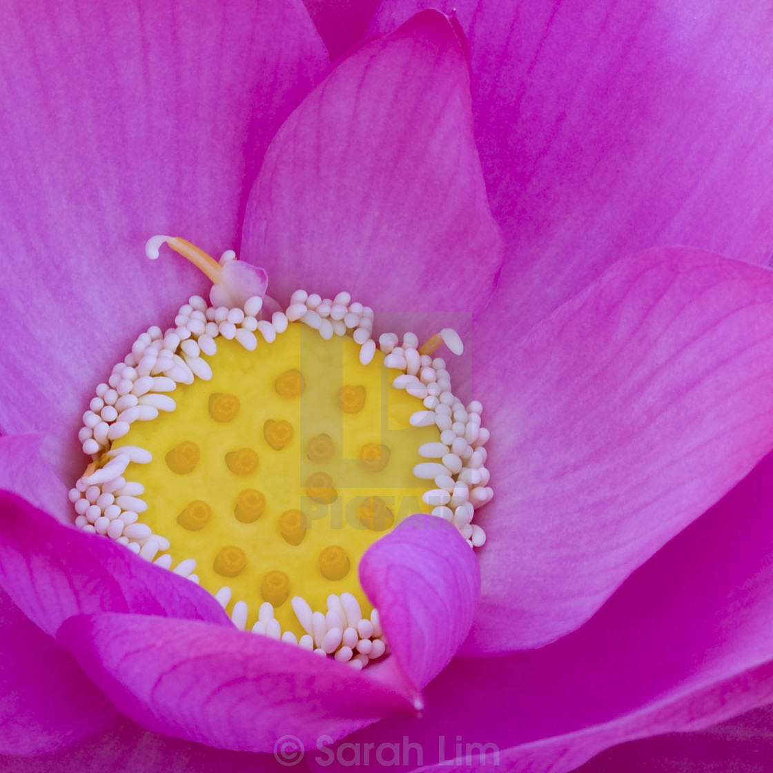 "Lotus flower" stock image