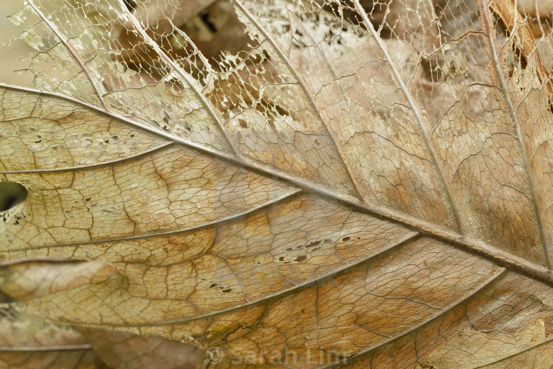 "Dried leaf" stock image