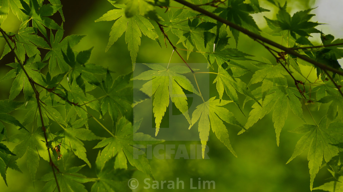 "Green leaves" stock image