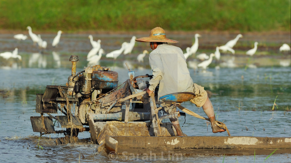 "Plougher" stock image