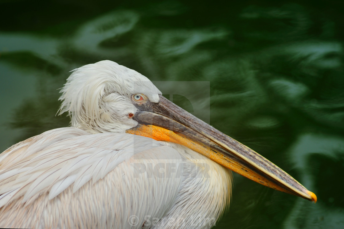 "Pelican" stock image