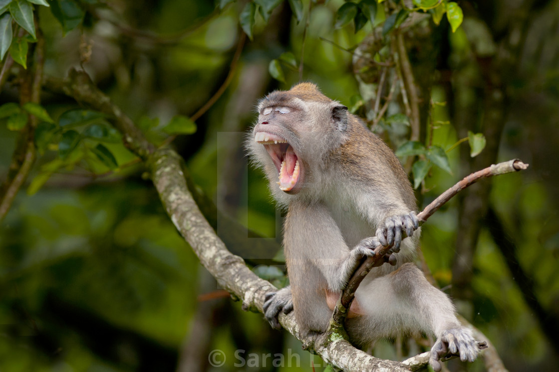 "Macaque" stock image