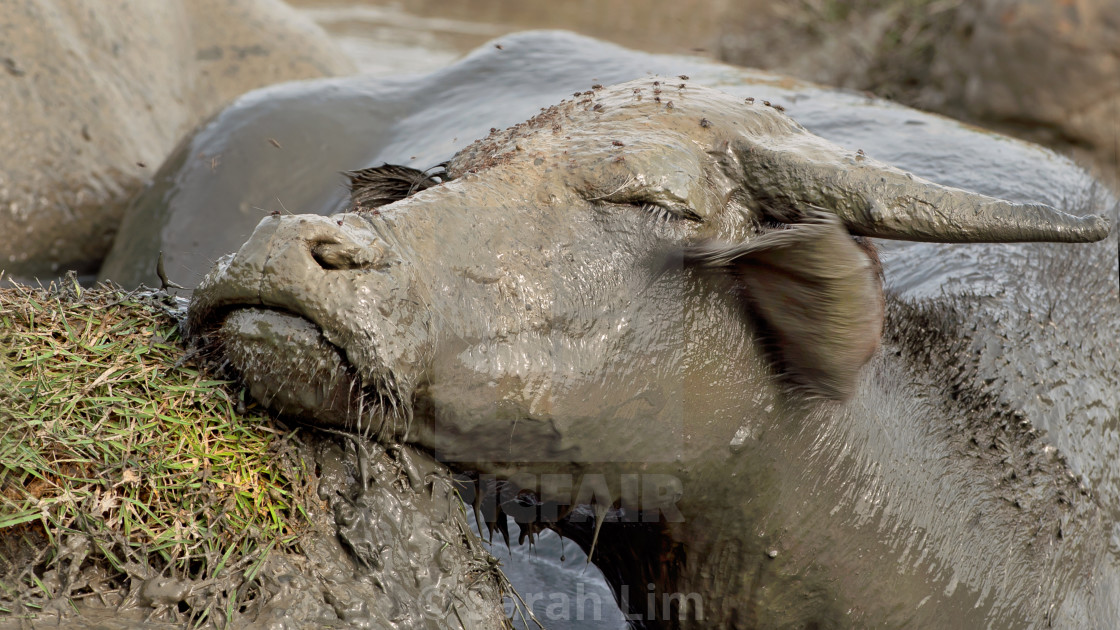 "Buffalo 1" stock image