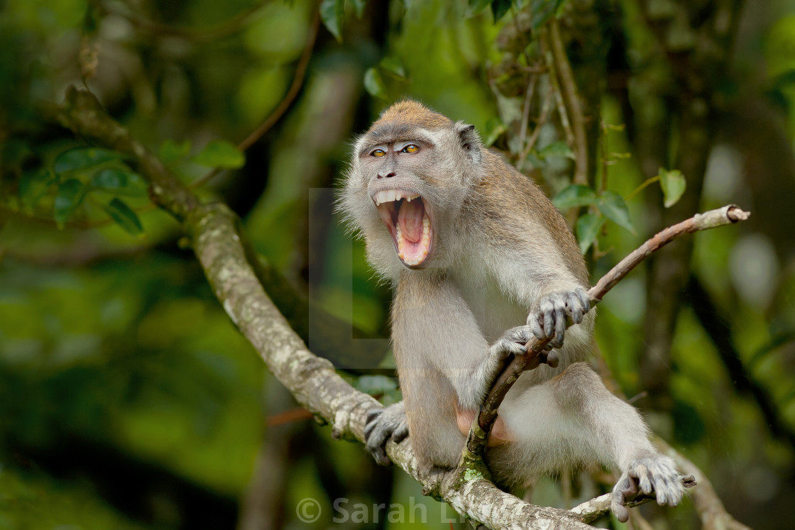 "Macaque" stock image