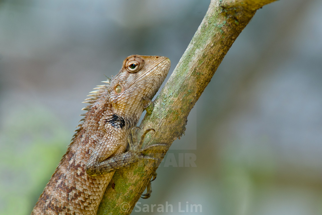 "Lizard" stock image