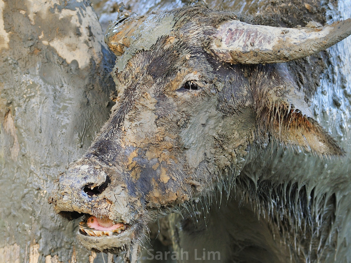 "Buffalo" stock image