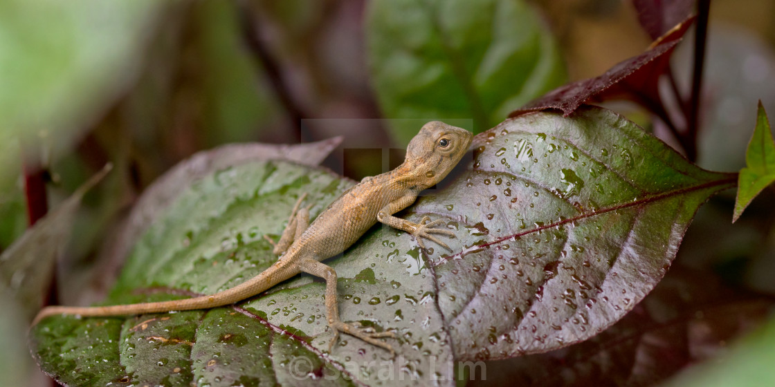 "Baby lizard" stock image