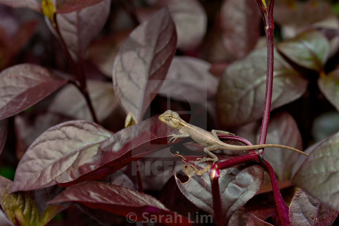 "Baby lizard" stock image