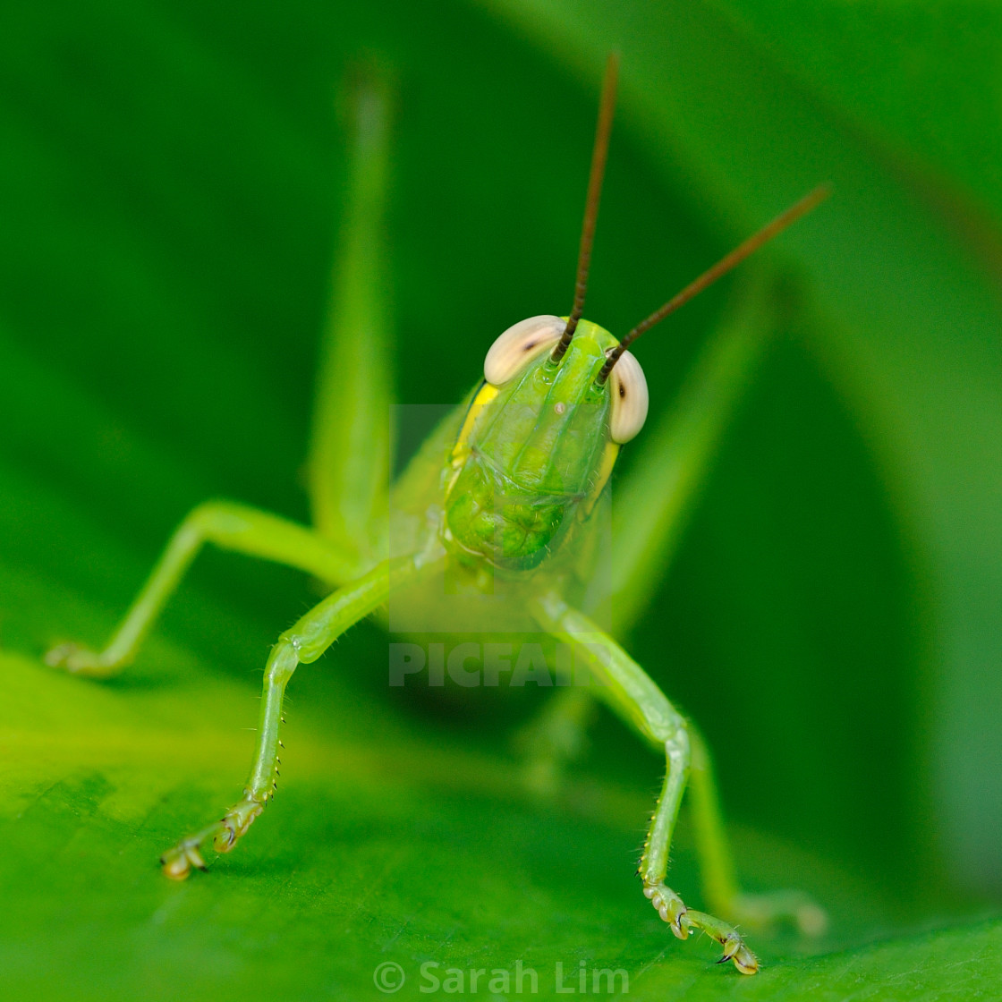 "Grasshopper" stock image