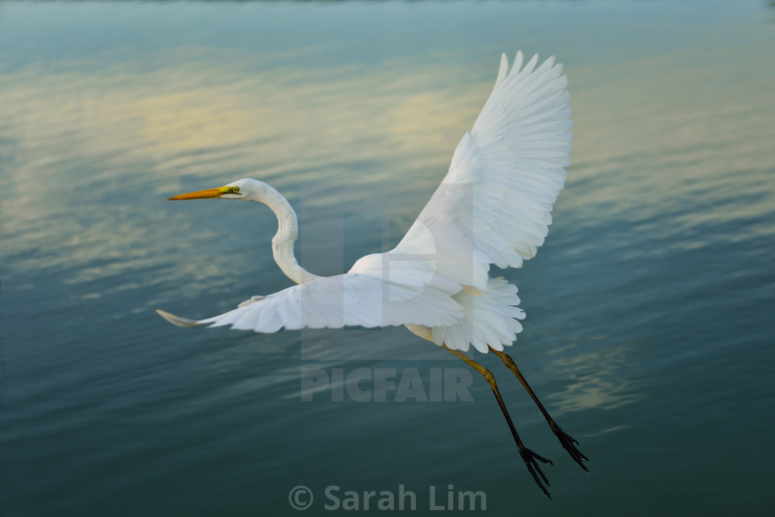 "Egret" stock image