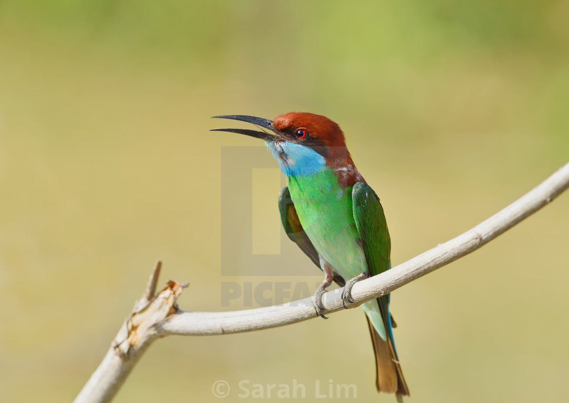 "Blue Throated Bee Eater" stock image