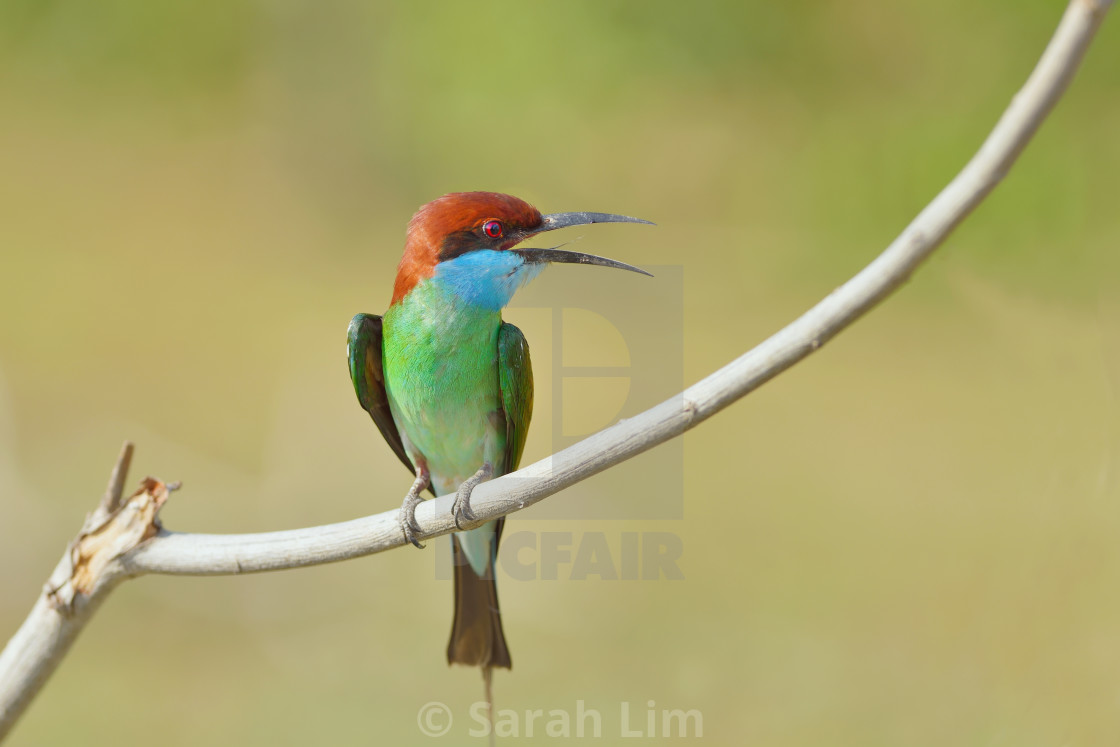 "Blue Throated Bee Eater" stock image