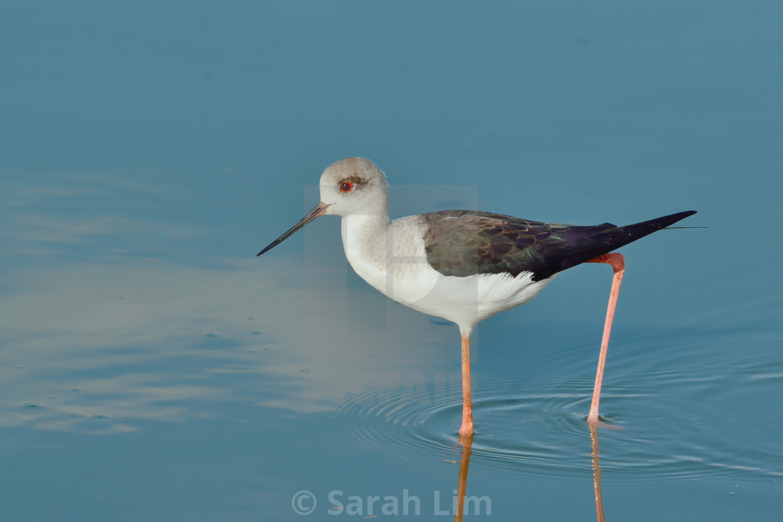 "Black Winged Stilt" stock image