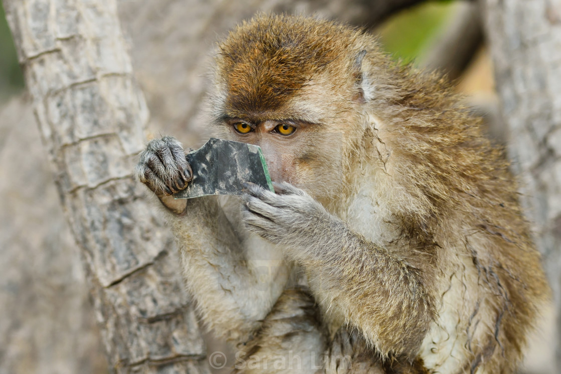 "Curious Macaque" stock image