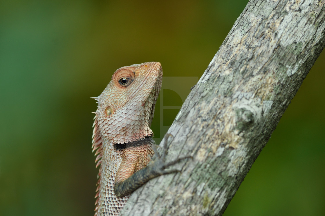 "Lizard" stock image