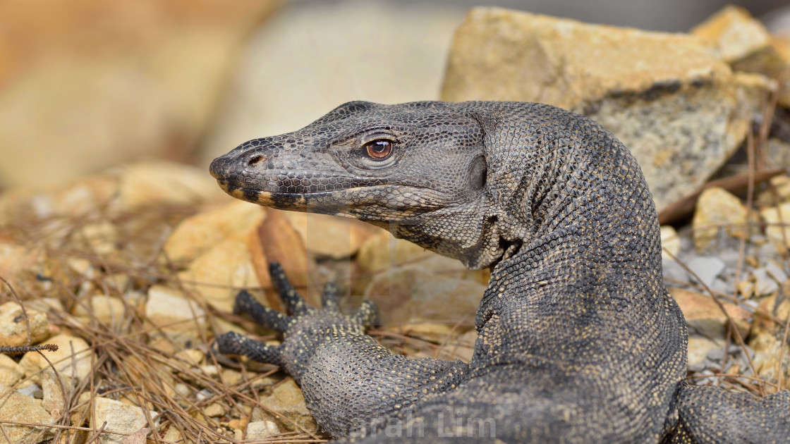 "Monitor Lizard" stock image