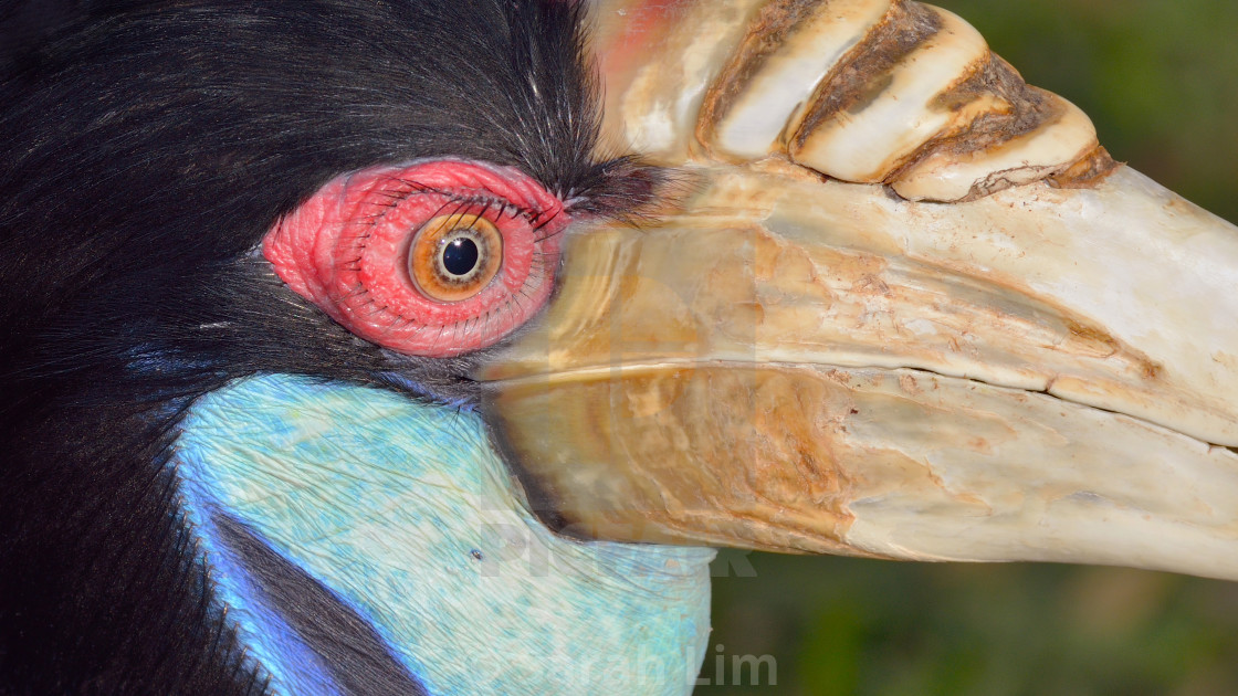 "Hornbill" stock image