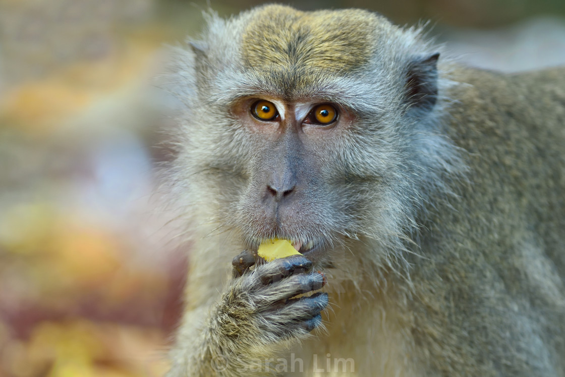 "Macaque" stock image