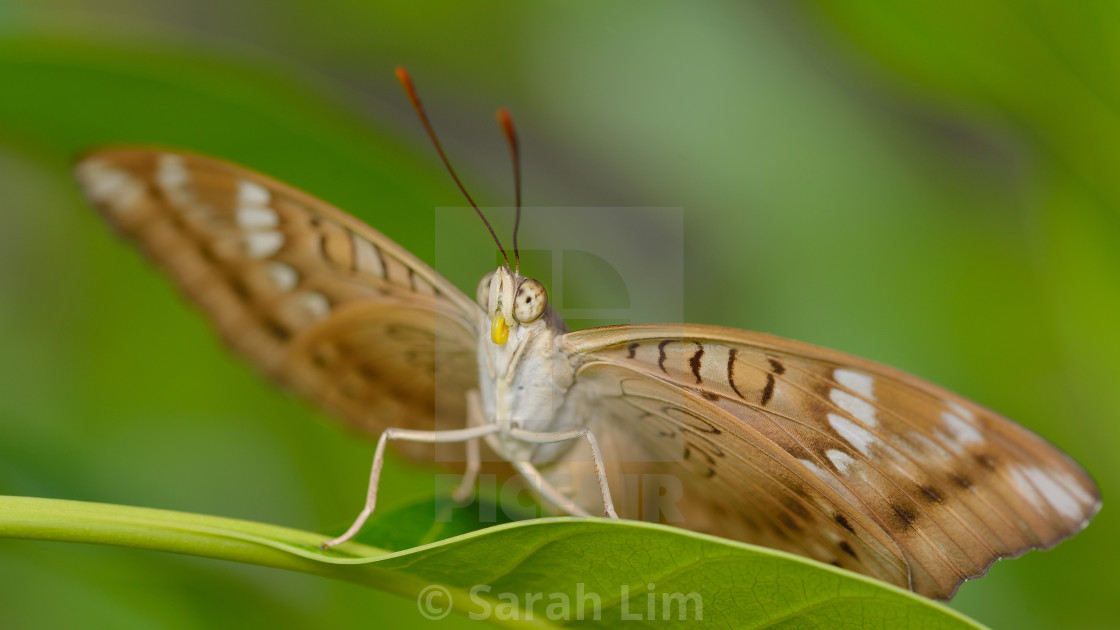 "Moth" stock image