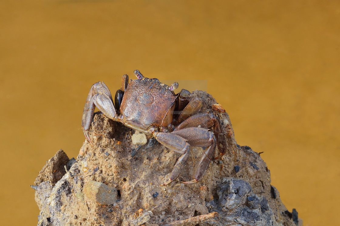 "Crab" stock image