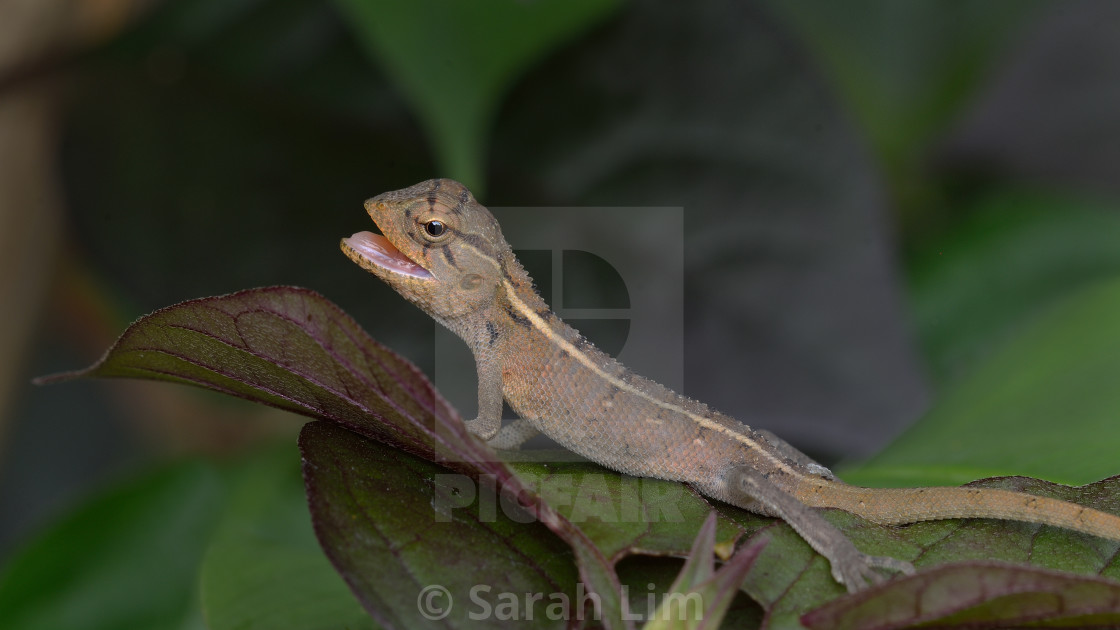 "Lizard" stock image