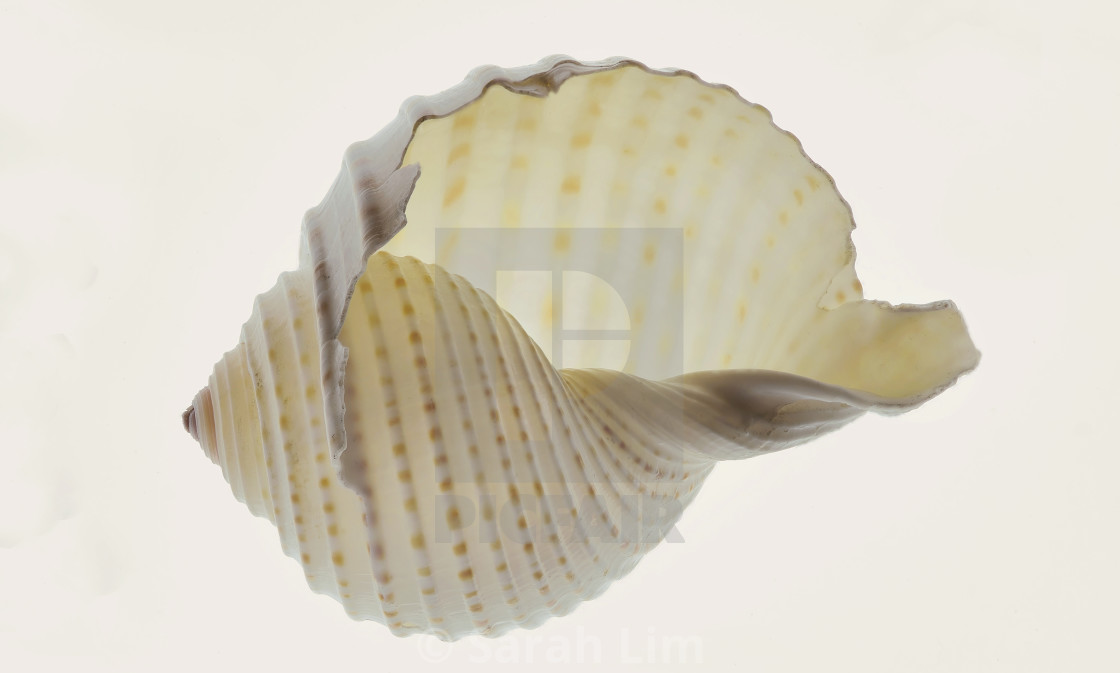 "Shell" stock image