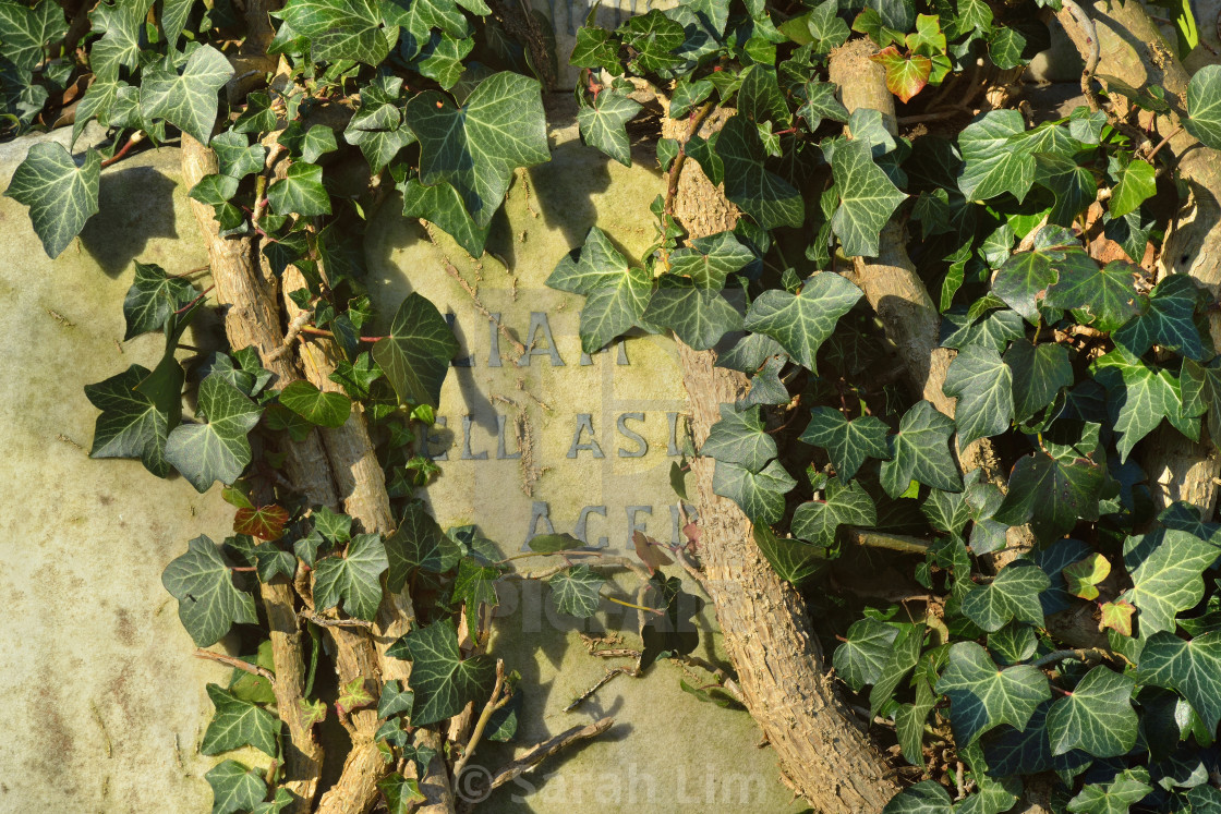 "Creeping Ivy" stock image