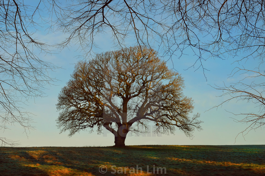 "Single tree" stock image