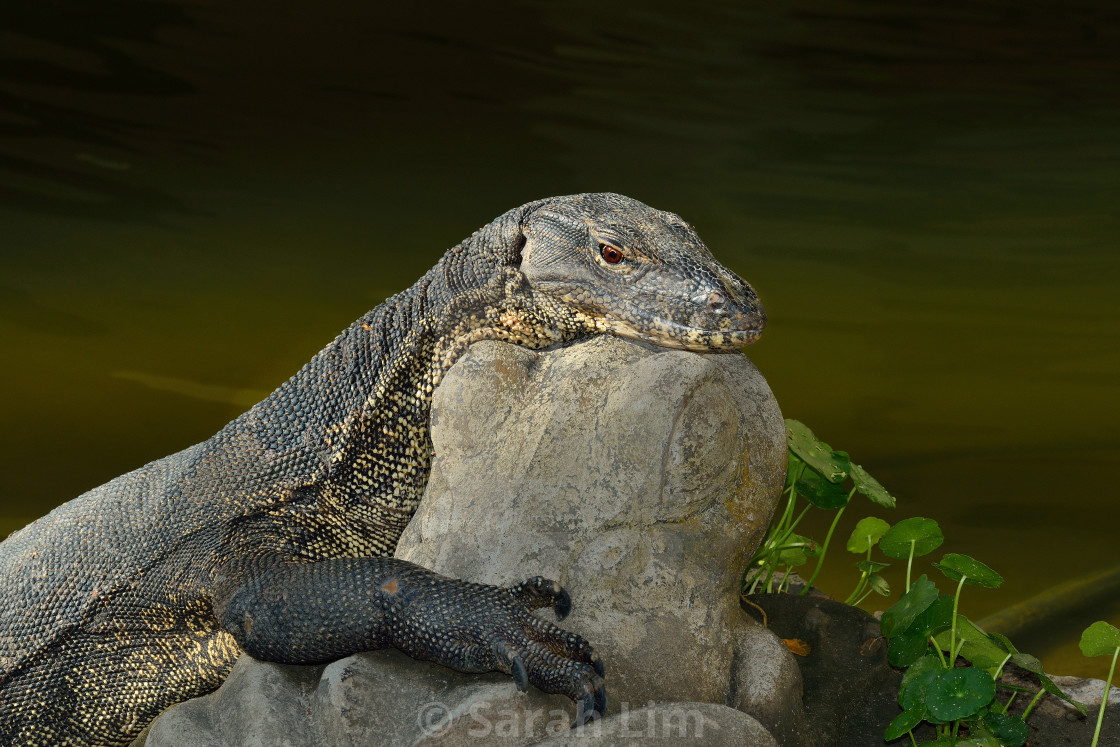 "Monitor Lizard" stock image