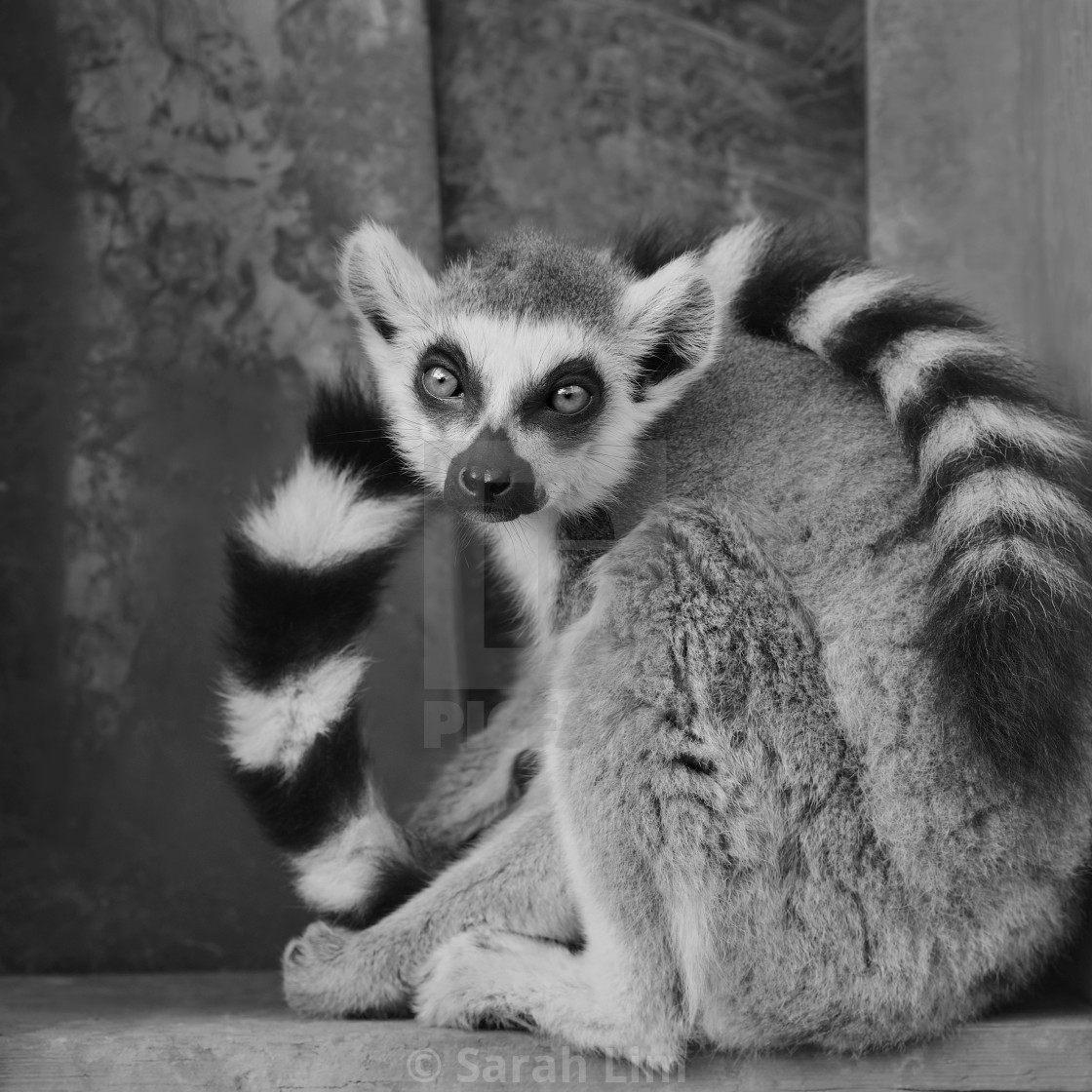 "Ring Tailed Lemur" stock image