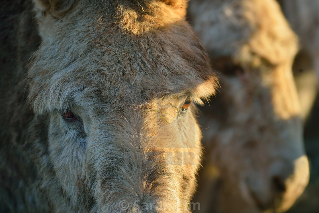 "Donkeys" stock image