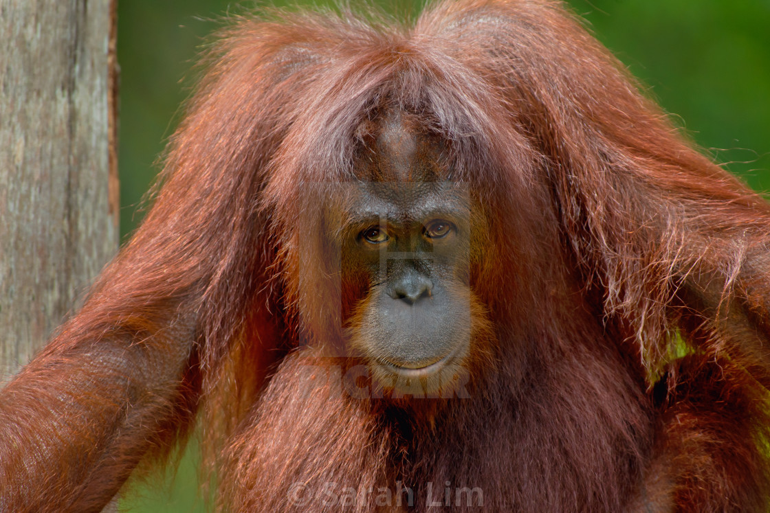 "Orangutan (Pongo Pygmaeus)" stock image