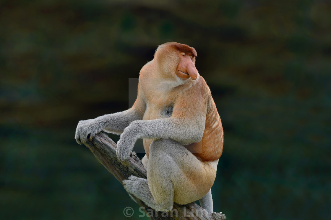 "Proboscis monkey (Nasalis Larvatus)" stock image