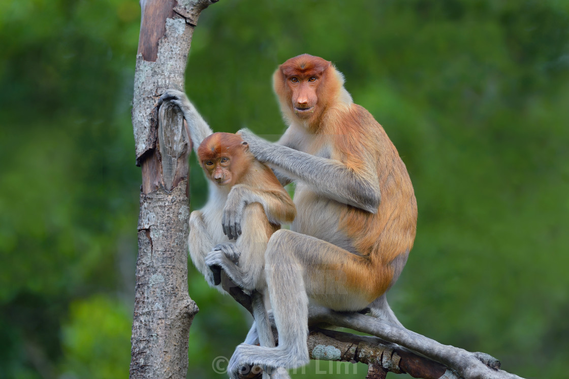 "Proboscis monkey (Nasalis Larvatus)" stock image