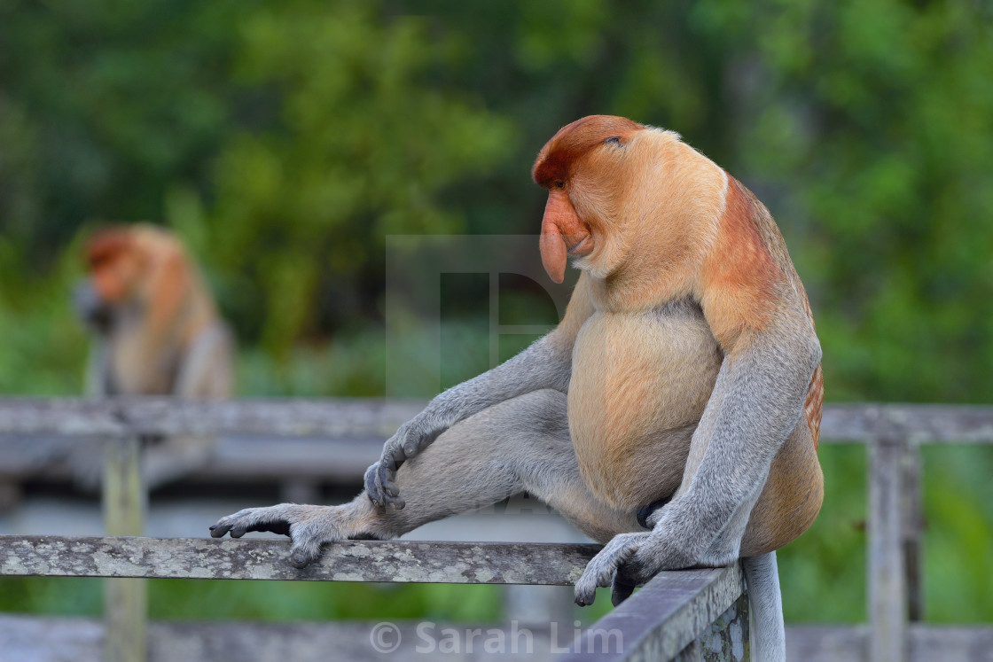 "Proboscis monkey (Nasalis Larvatus)" stock image