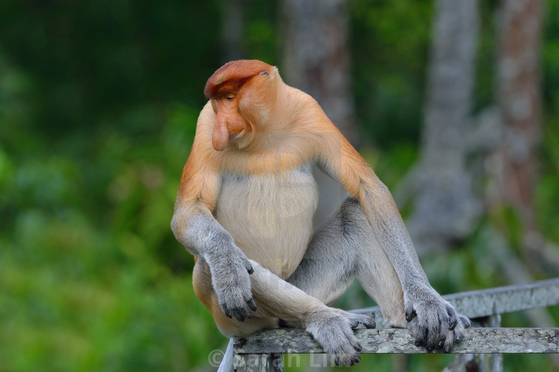 "Proboscis monkey (Nasalis Larvatus)" stock image