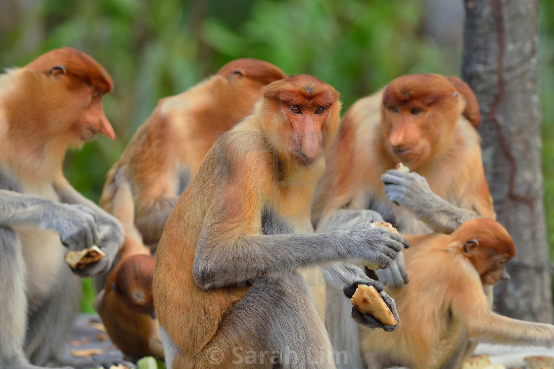 "Proboscis monkeys (Nasalis Larvatus)" stock image