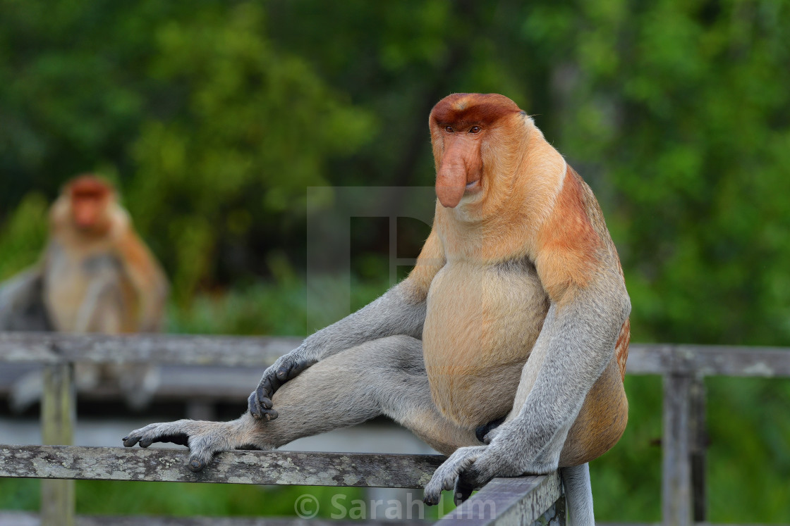 "Proboscis monkey (Nasalis Larvatus)" stock image