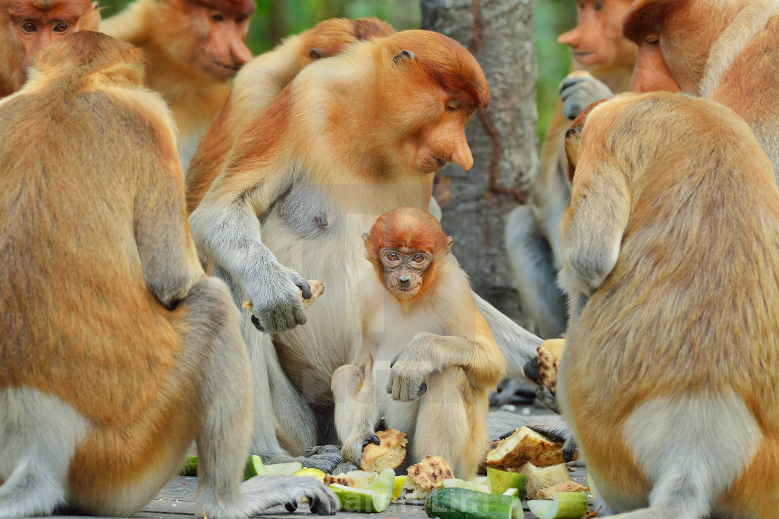 "Proboscis monkeys (Nasalis Larvatus)" stock image