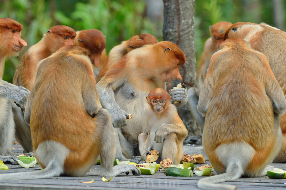 "Proboscis monkeys (Nasalis Larvatus)" stock image