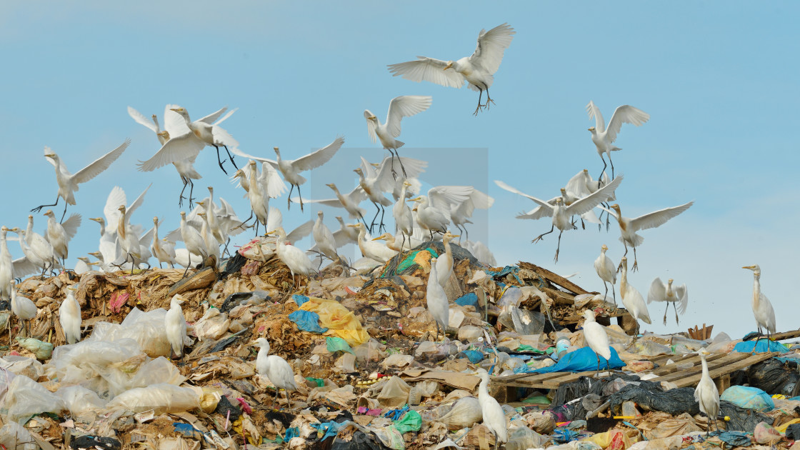 "Flock of egrets 1" stock image