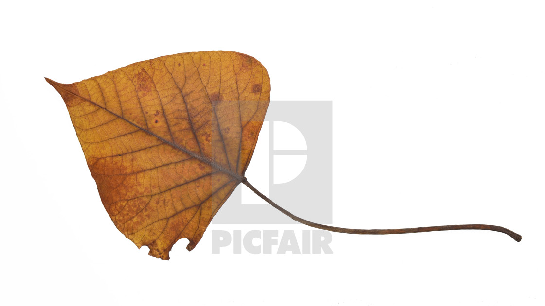 "Dried leaf" stock image