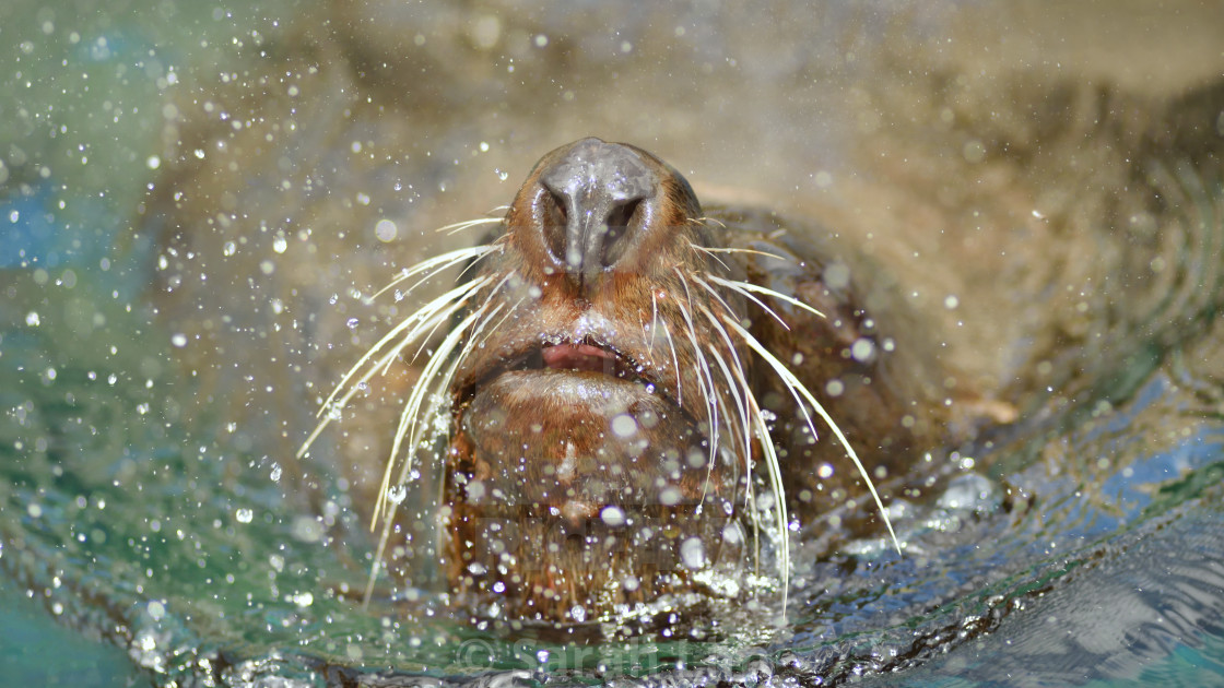 "American Fur Seal" stock image