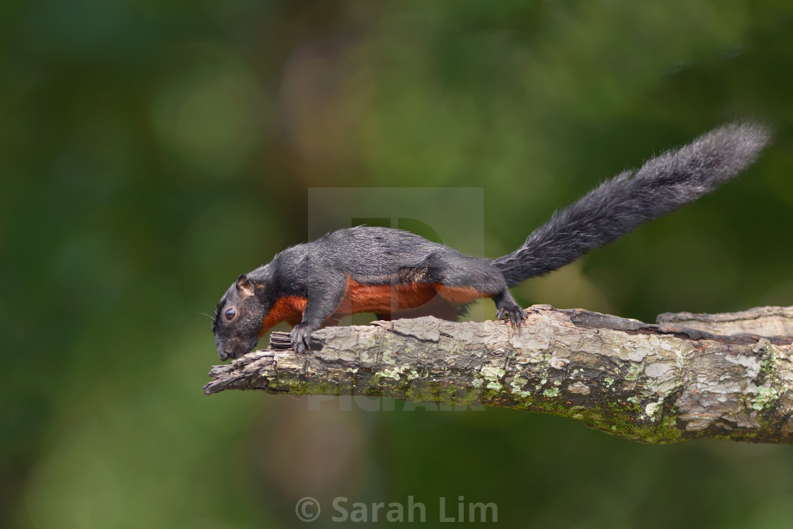 "Provost Squirrel" stock image