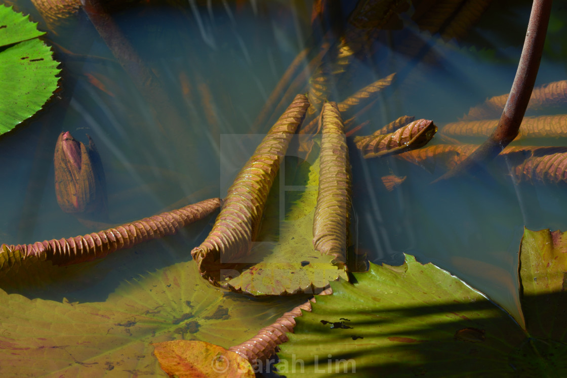 "Lily pond" stock image